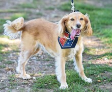 LR 10k Walk The Downs School Sept 2025 Berkshire 04