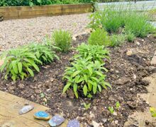 Therapeutic Garden The Downs School 2025 3