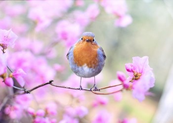 Year 7 COEN students take part in Big Garden Bird Watch